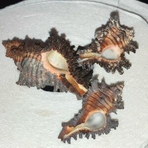 NATURAL LIFE Brown and White Organic Decor Accent
